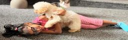 Toy Poodle dogs for sale: Beautiful Male Toy Poodle Available  - Advert 6