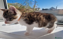 Domestic Shorthair cats for sale: Domestic shorthair kittens  - Image 18