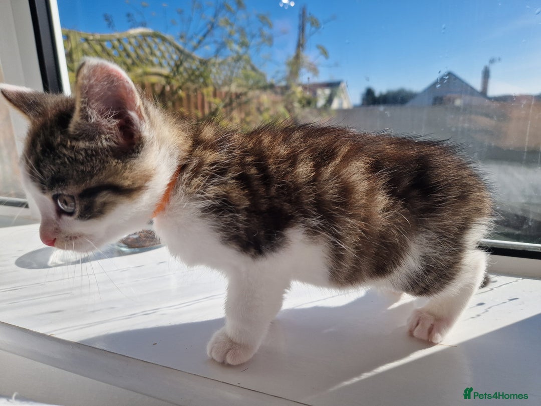 Domestic Shorthair cats for sale: Domestic shorthair kittens  - Image 18