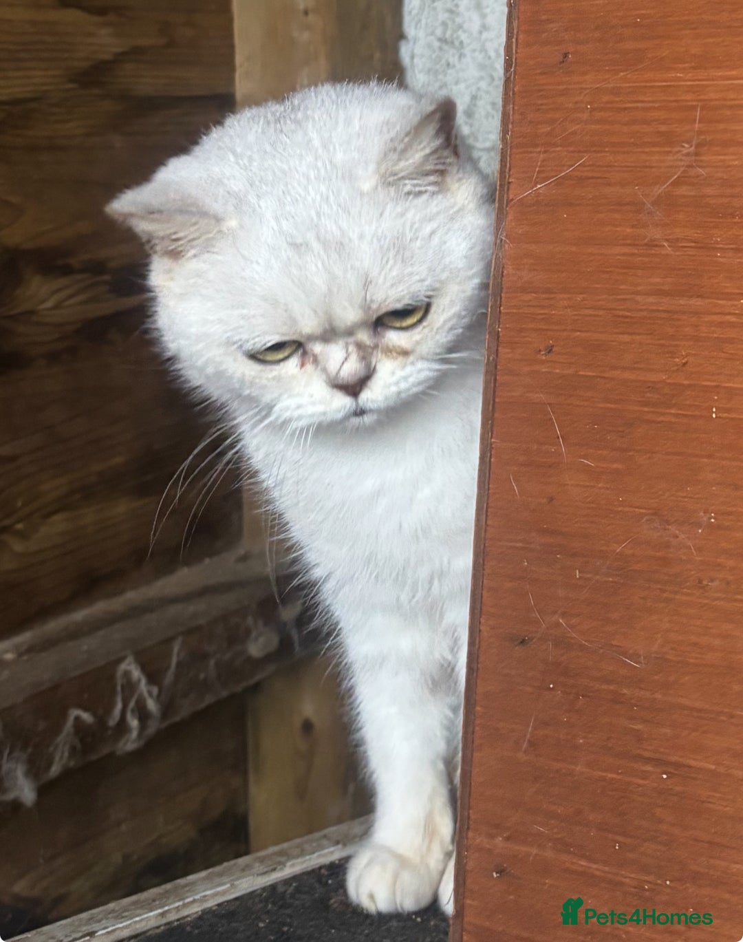 British Shorthair cats for sale: Daisy GCCF Active needs a home by the 22nd - Advert 7
