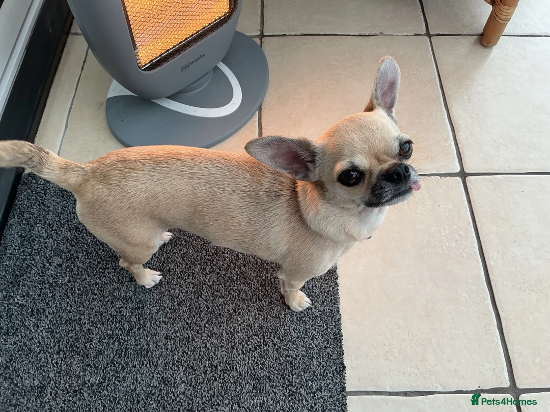 Chihuahua dogs for sale: Chihuahua  - Advert 2