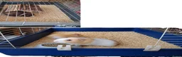 Guinea Pig rodents for sale: Full set up EVERYTHING - Advert 1