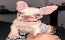 French Bulldog dogs for sale: KC registered French Bulldog puppies. READY 31/8 - Image 31