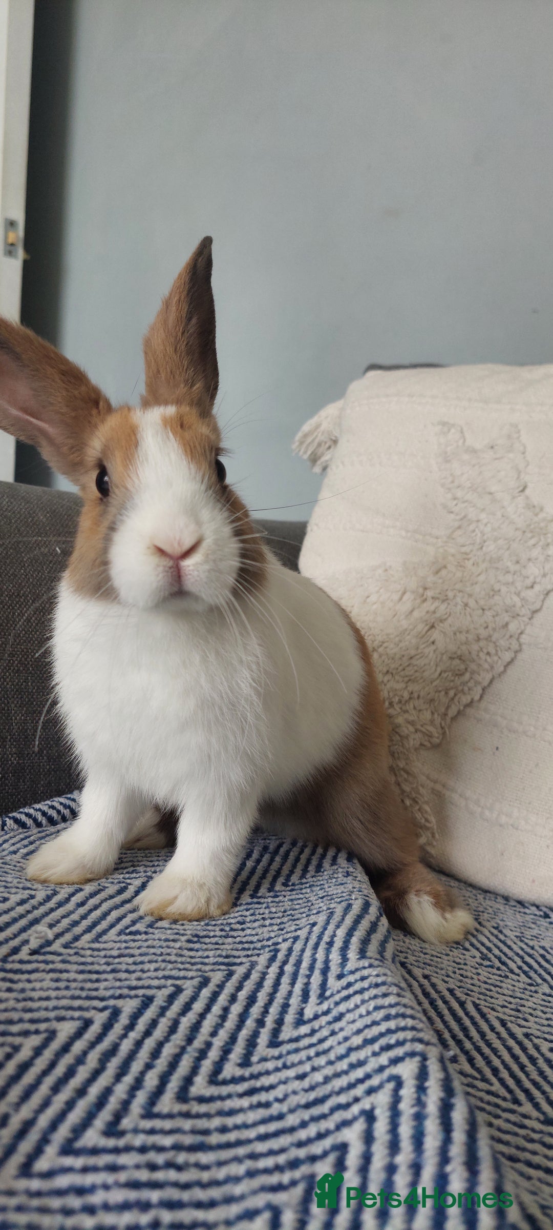 Mixed Breed rabbits for sale: 3 bunnies, different ages, mix breed in Chatham - Image 10