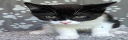 Mixed Breed cats for adoption: Sir JellyBean JumpsAlot - Advert 1