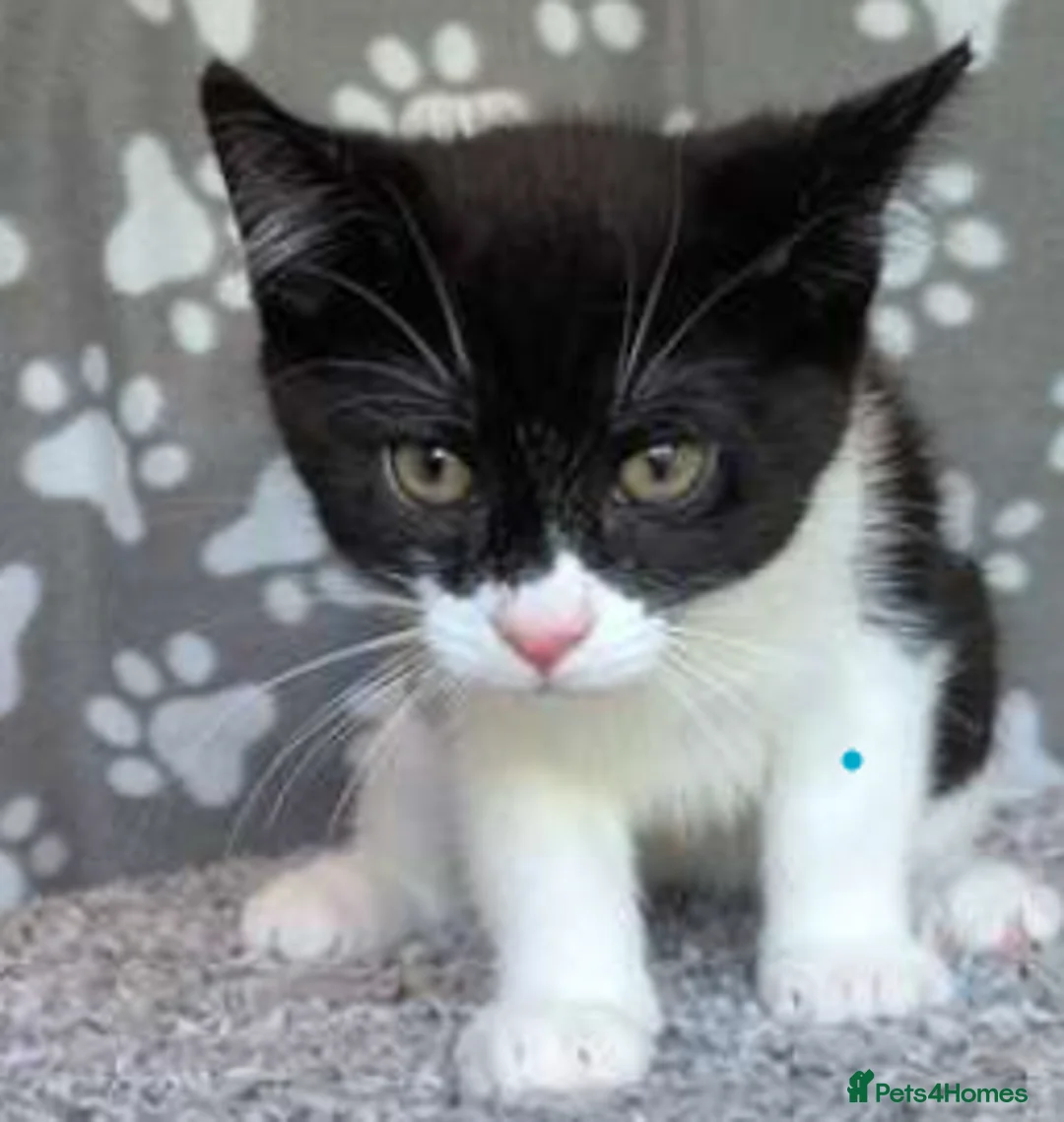 Mixed Breed cats for adoption: Sir JellyBean JumpsAlot - Advert 1