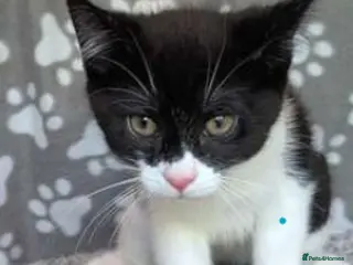 Mixed Breed cats Sir Jeffurry JellyBean JumpsAlot - Advert 1