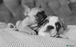 French Bulldog dogs for sale: REDUCED Adorable French Bulldog Puppies  - Image 31
