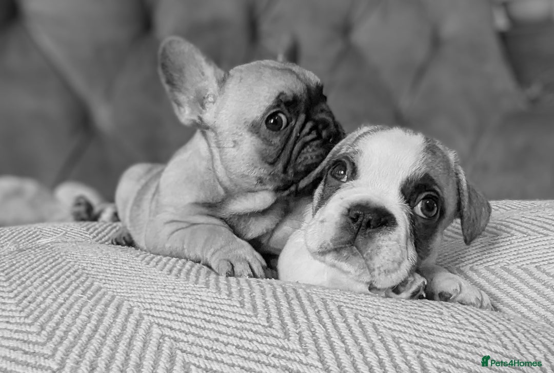 French Bulldog dogs for sale: REDUCED Adorable French Bulldog Puppies  - Image 31