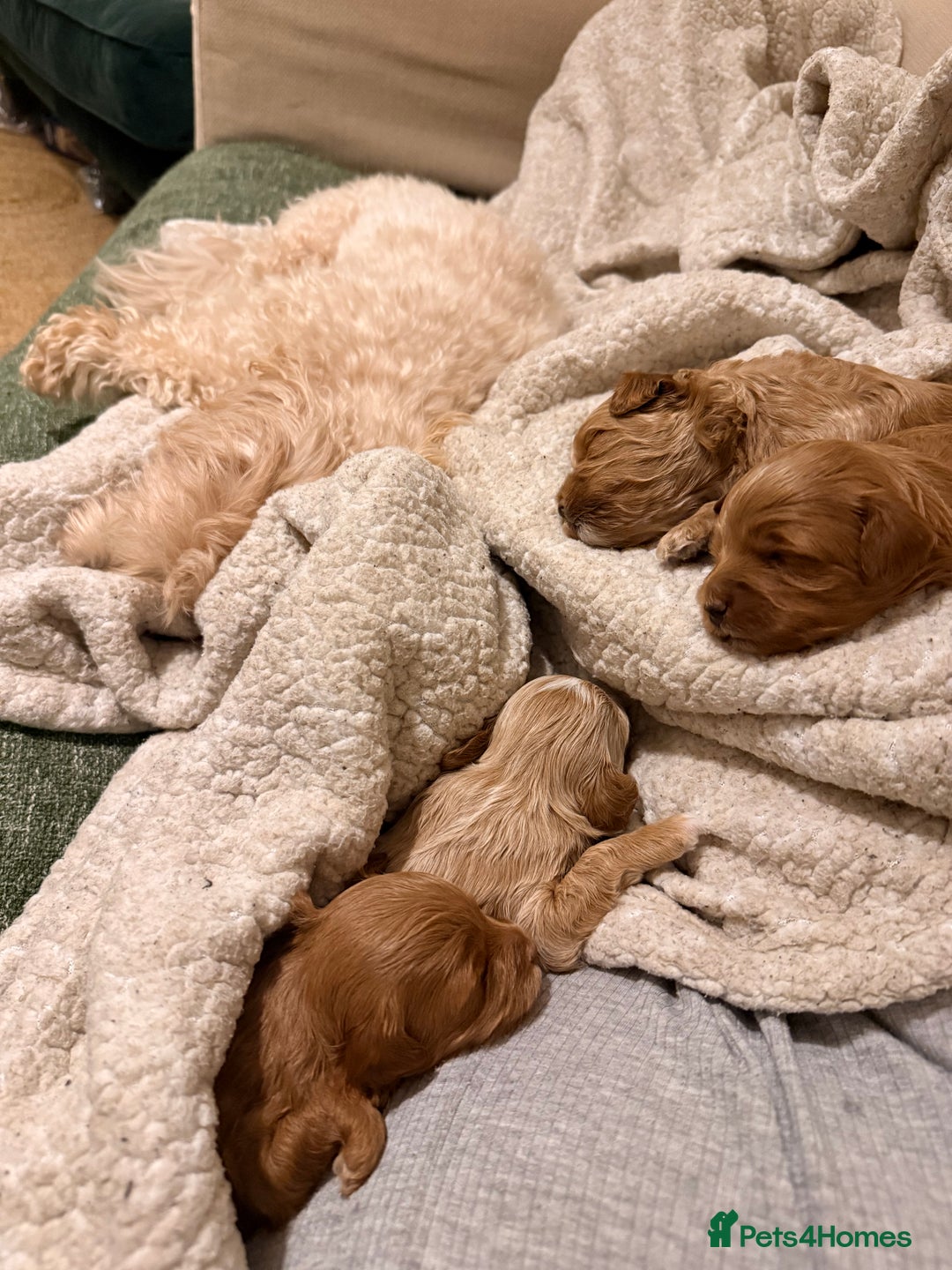 Maltipoo dogs for sale: Rare Red F1B Maltipoo Puppies - Advert 11