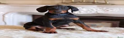 Dobermann dogs for sale: READY NOW- Outstanding KC Dobermann Pups🇧🇷 - Advert 25