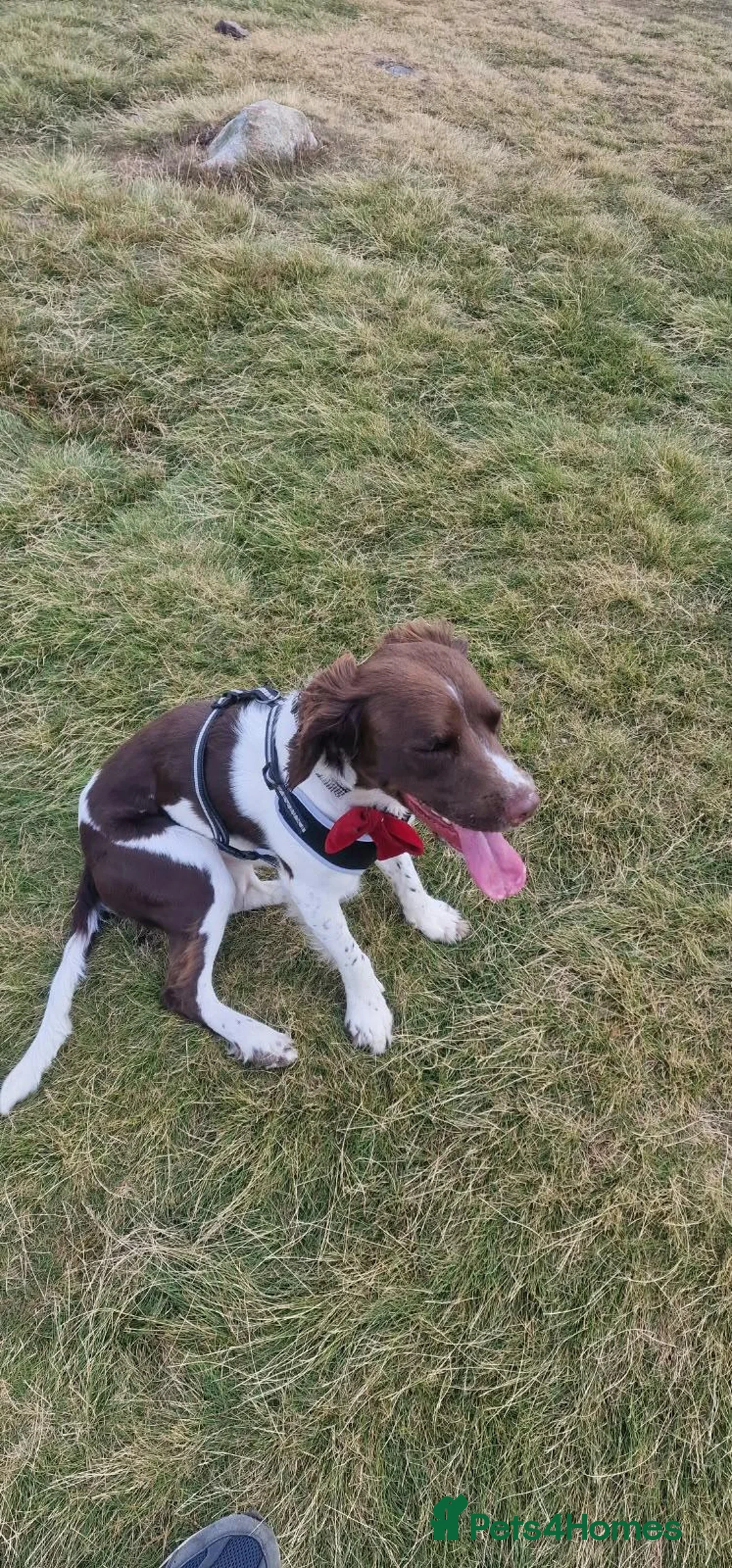English Springer Spaniel dogs for stud: Alfie in Liversedge - Advert 1