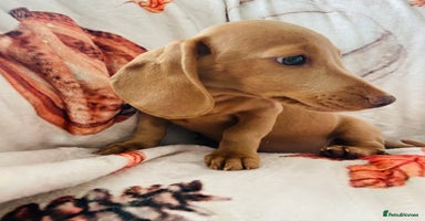 Miniature Dachshund dogs - Advert 8