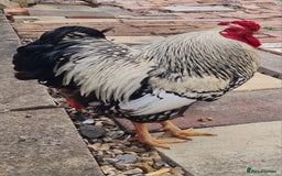 Chickens poultry for sale: Silver Laced Wyandotte Bantam Cockerel  - Image 1