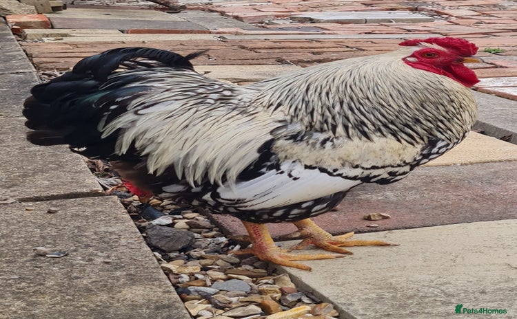 Chickens poultry - Advert 7
