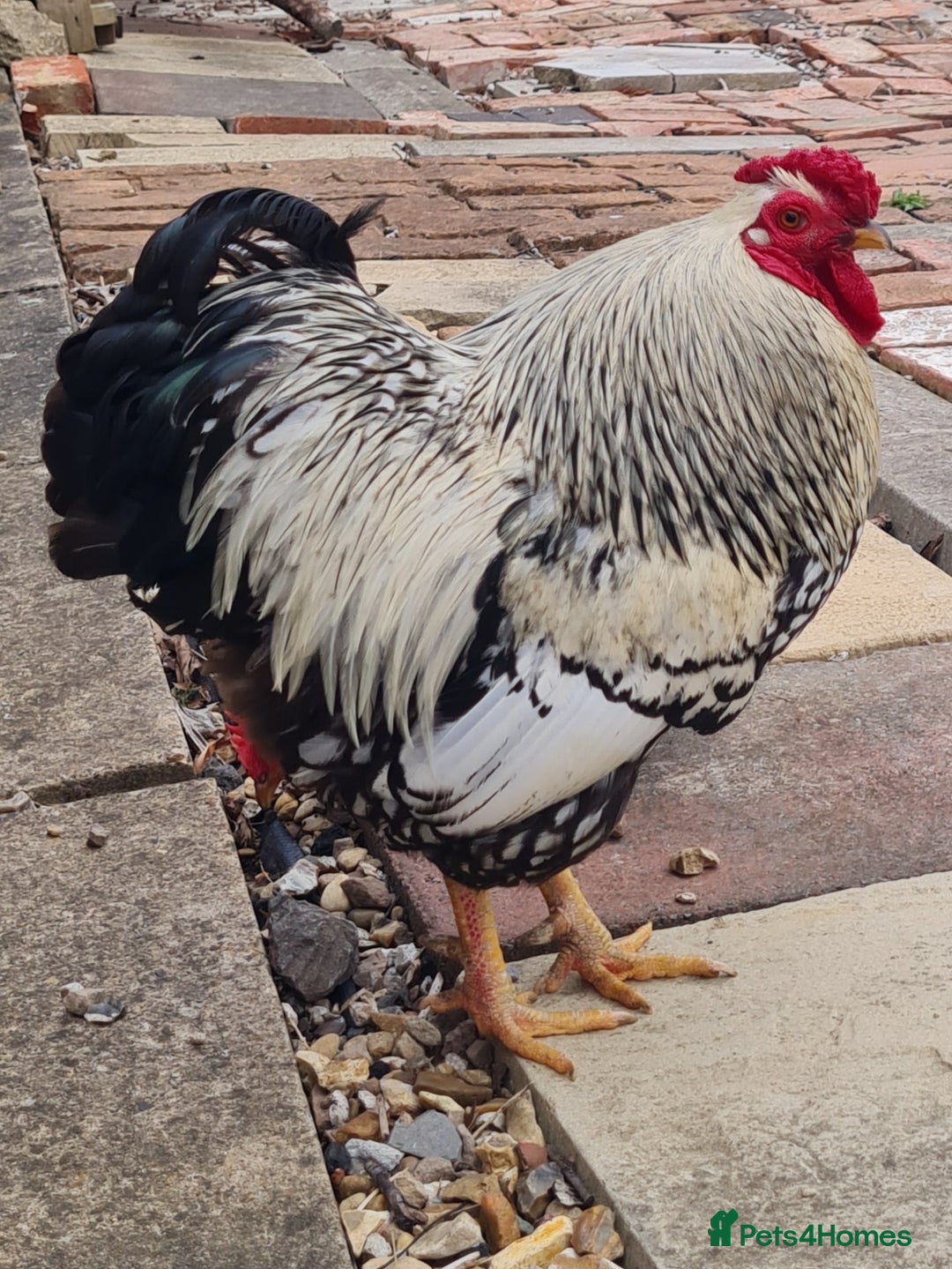 Chickens poultry for sale: Silver Laced Wyandotte Bantam Cockerel  - Image 1