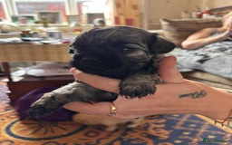 Mixed Breed dogs for sale: Cross puppies for sale  - Image 3