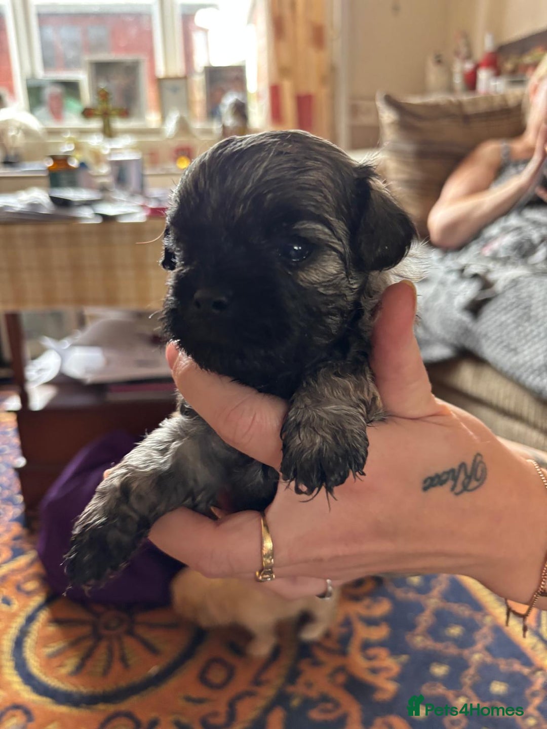 Mixed Breed dogs for sale: Cross puppies for sale  - Image 3