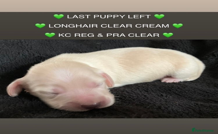 Miniature Dachshund dogs - Advert 4