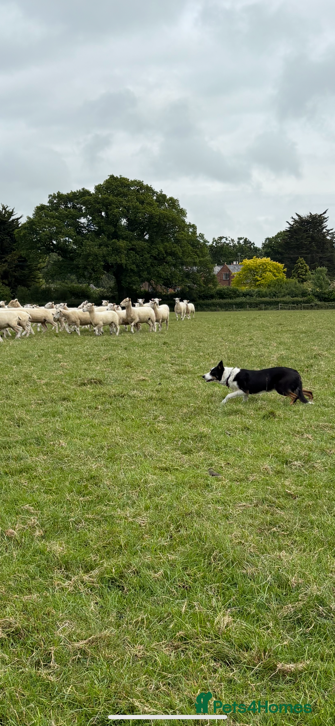 Border Collie dogs for sale: Collie pups   - Image 7