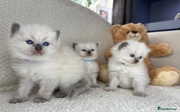 Ragdoll cats for sale: Stunning Bluepoint Ragdoll Kittens for sale - Image 17