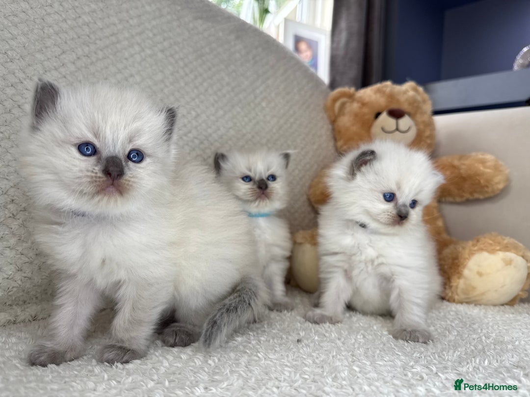 Ragdoll cats for sale: Stunning Bluepoint Ragdoll Kittens for sale - Image 17