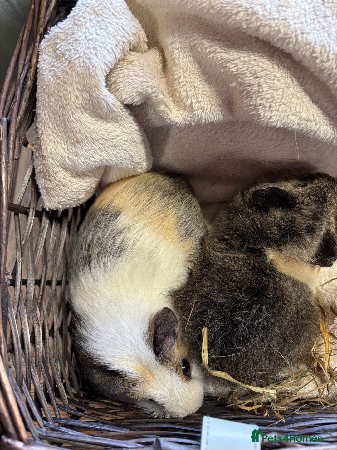 Guinea Pig rodents for sale: Beautiful baby female guinea pigs  - Image 6