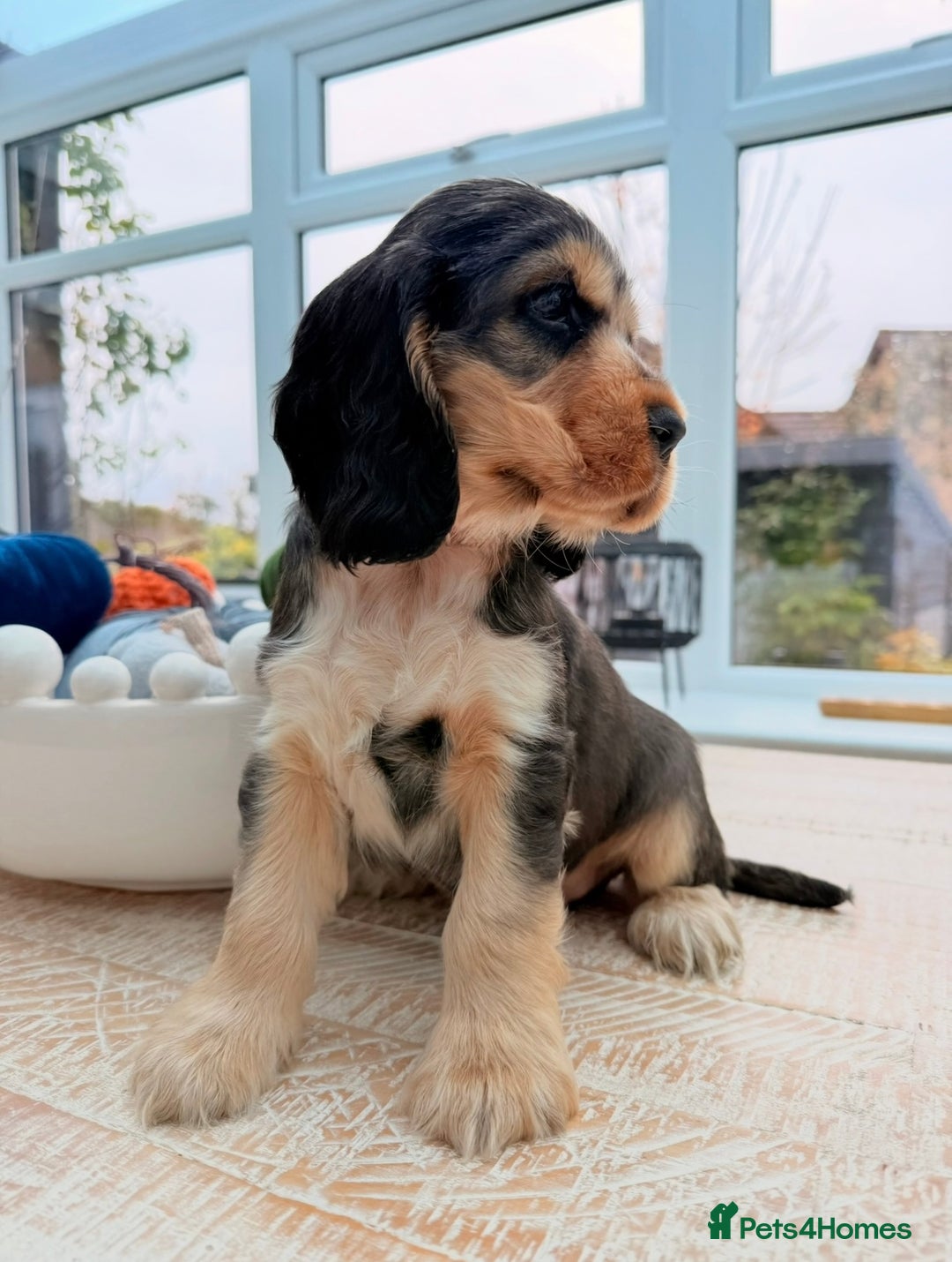 Cocker Spaniel dogs for sale: Exceptional pedigree KC champion show Cockers.  - Advert 5
