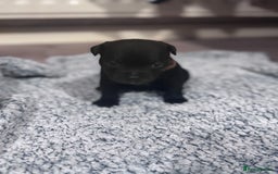 Staffordshire Bull Terrier dogs for sale: Staffys Puppies   25+ Champions ( Show Quality ) - Advert 28