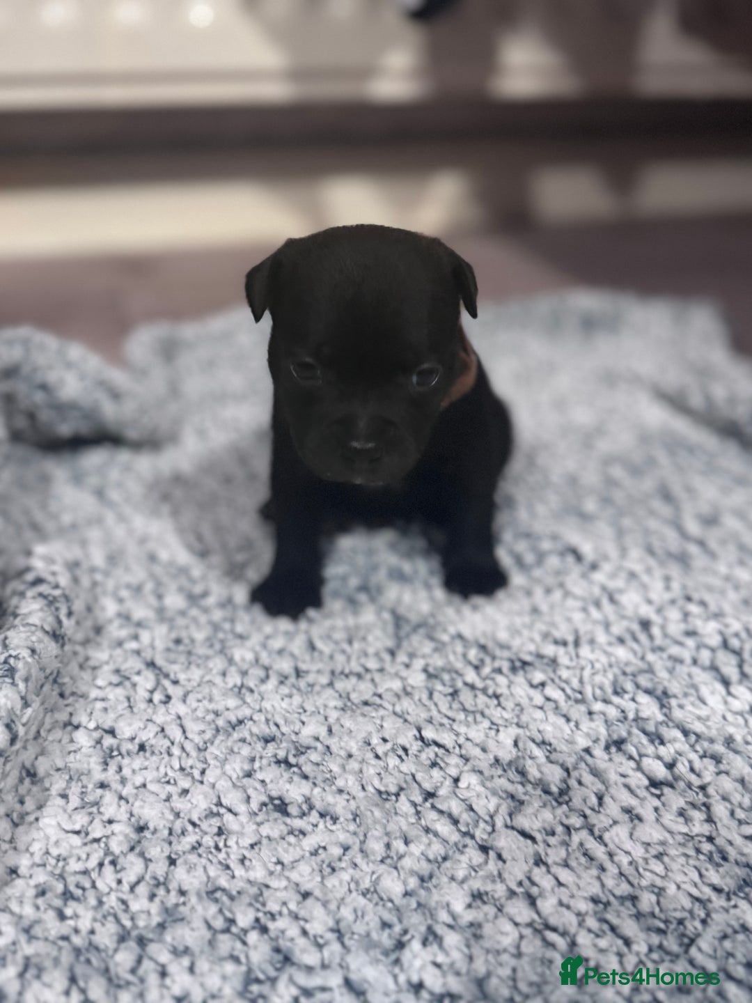 Staffordshire Bull Terrier dogs for sale: Staffys Puppies   25+ Champions ( Show Quality ) - Advert 28