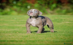 Olde English Bulldogge dogs for sale: COUNCIL APPROVED⭐️5 RATED. 23 YEARS EXPERIENCE  - Image 5