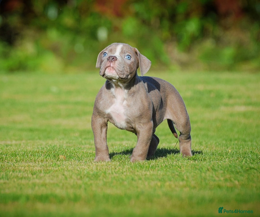 Olde English Bulldogge dogs for sale: COUNCIL APPROVED⭐️5 RATED. 23 YEARS EXPERIENCE  - Image 5