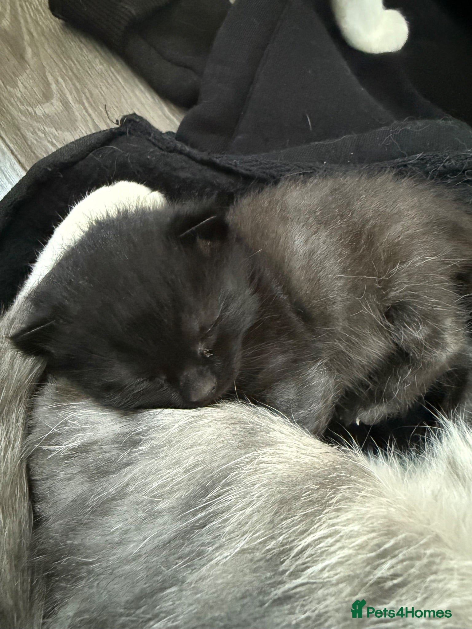 Mixed Breed cats Male kitten  - Advert 6