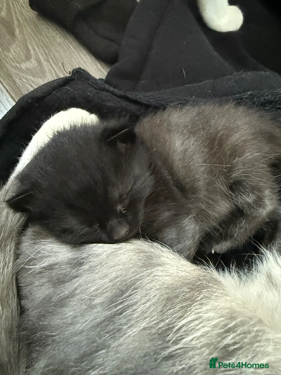 Mixed Breed cats for sale: Male kitten  in Bradford - Advert 1
