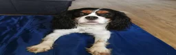 Cavalier King Charles Spaniel dogs for stud: 3 cavalier king charles available for stud in Sheffield - Advert 3