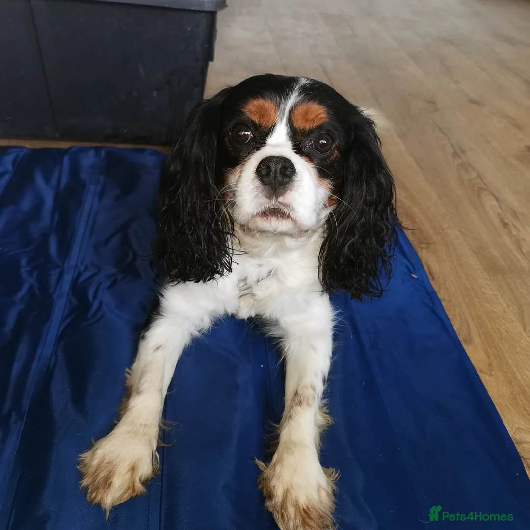 Cavalier King Charles Spaniel dogs for stud: 3 cavalier king charles available for stud in Sheffield - Advert 3