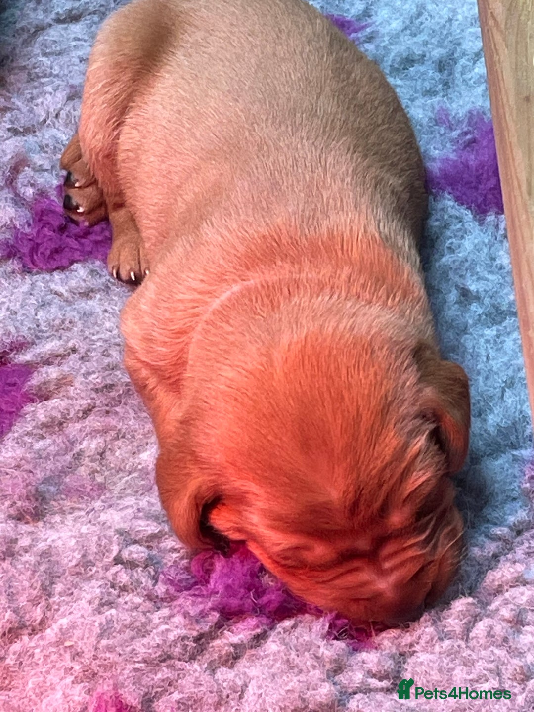 Labrador Retriever dogs for sale: Fox Red Labrador Puppies from Working Parents - Image 9