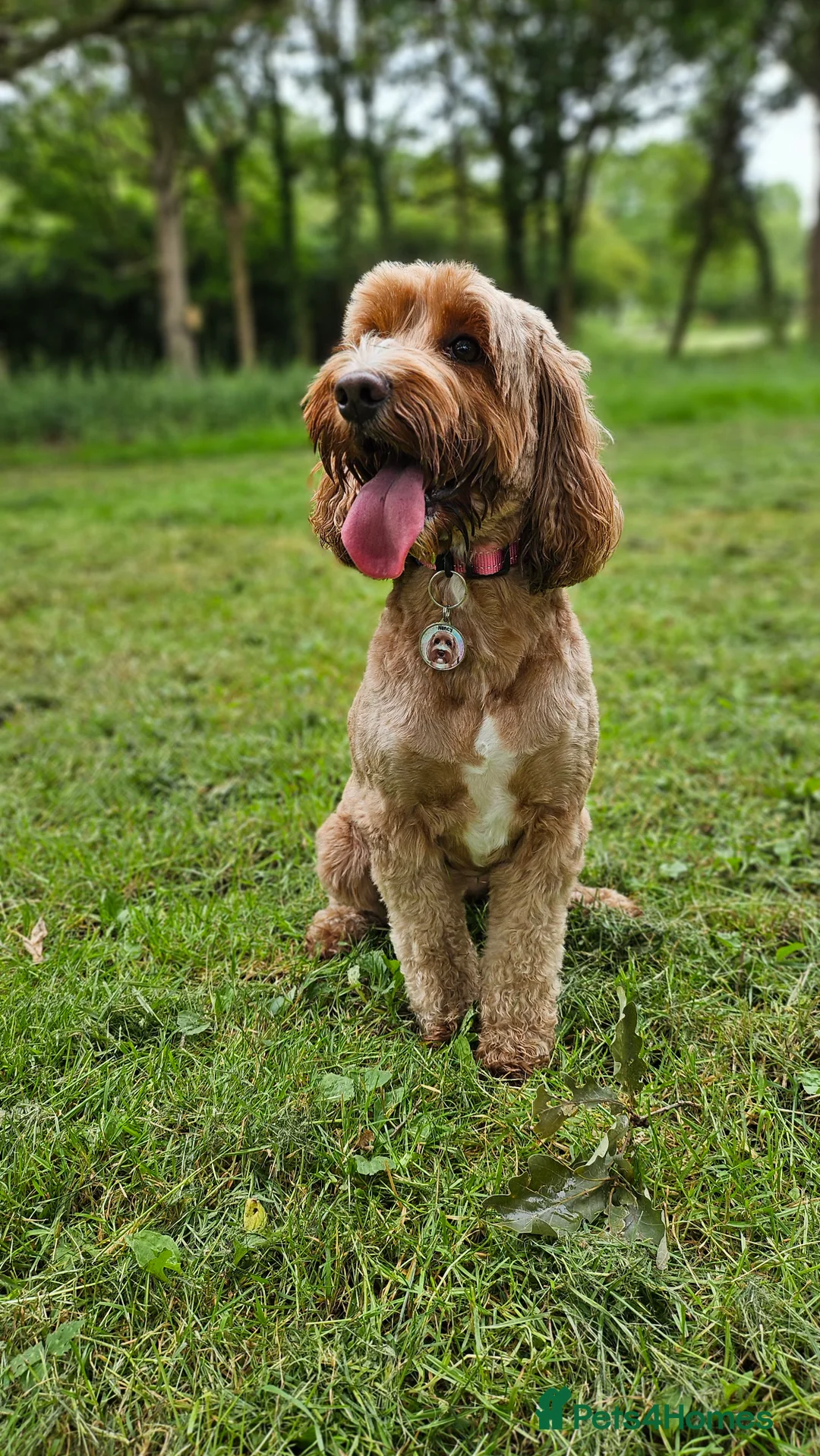 Cockapoo dogs for sale: Beautiful cockapoo for rehoming - Advert 1