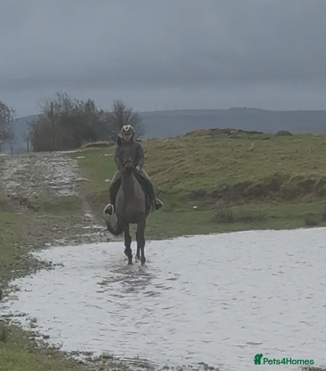 Irish Thoroughbred horses for sale: 10 yr old school mistress  - Advert 17