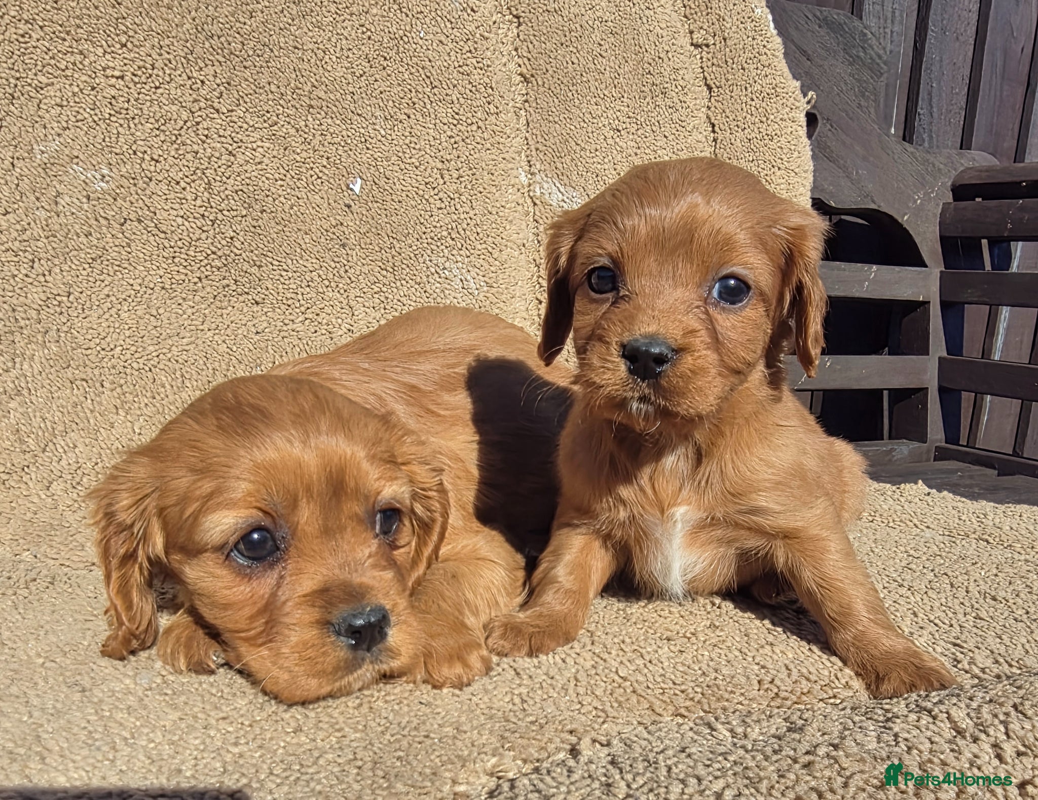 Cavapoo dogs Beautiful f1b cavapoo puppies  - Advert 1
