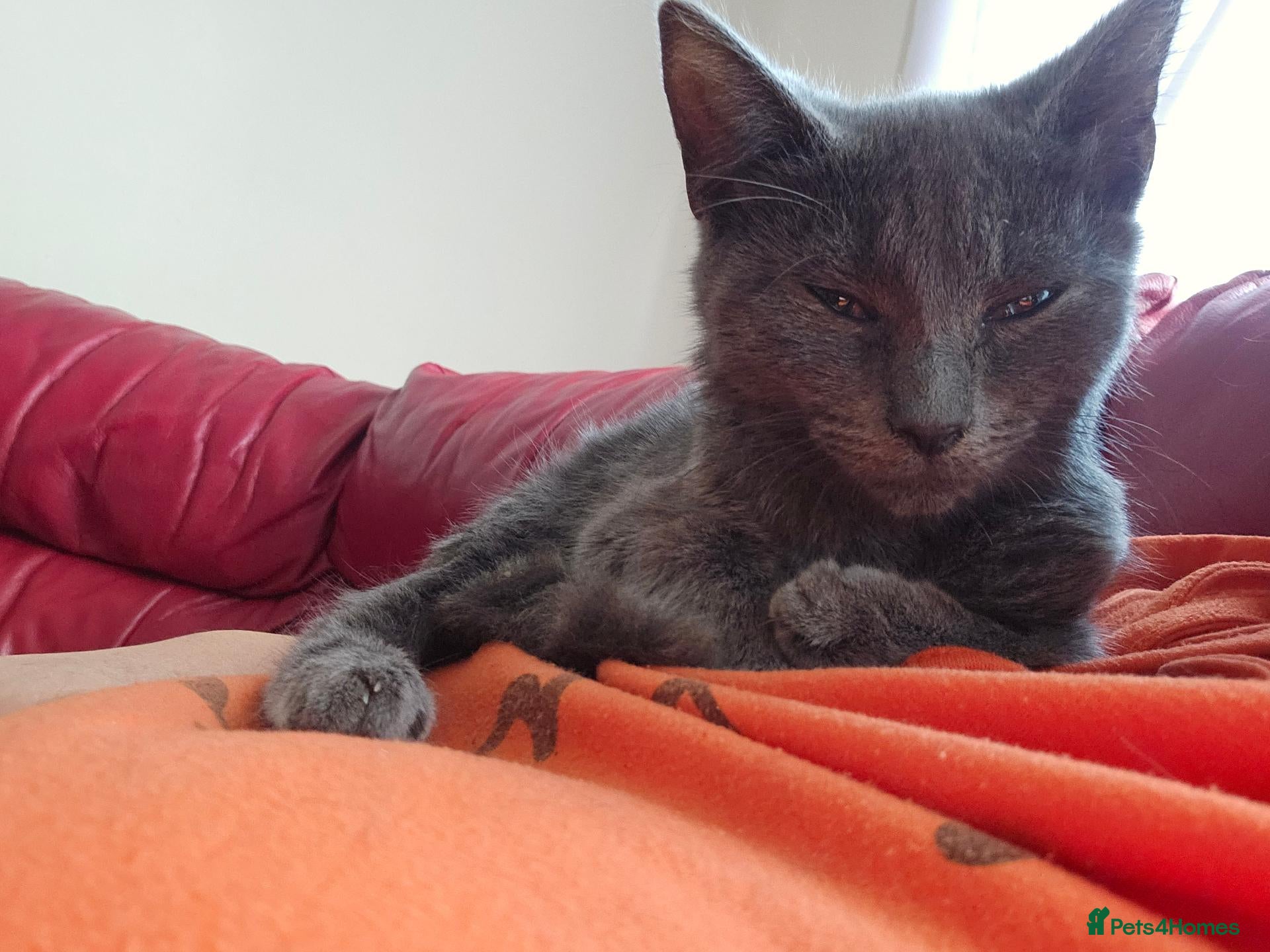 Mixed Breed cats  Fluffy Kittens ready for their forever homes - Advert 14