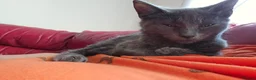 Mixed Breed cats for sale:  Fluffy Kittens ready for their forever homes - Advert 1