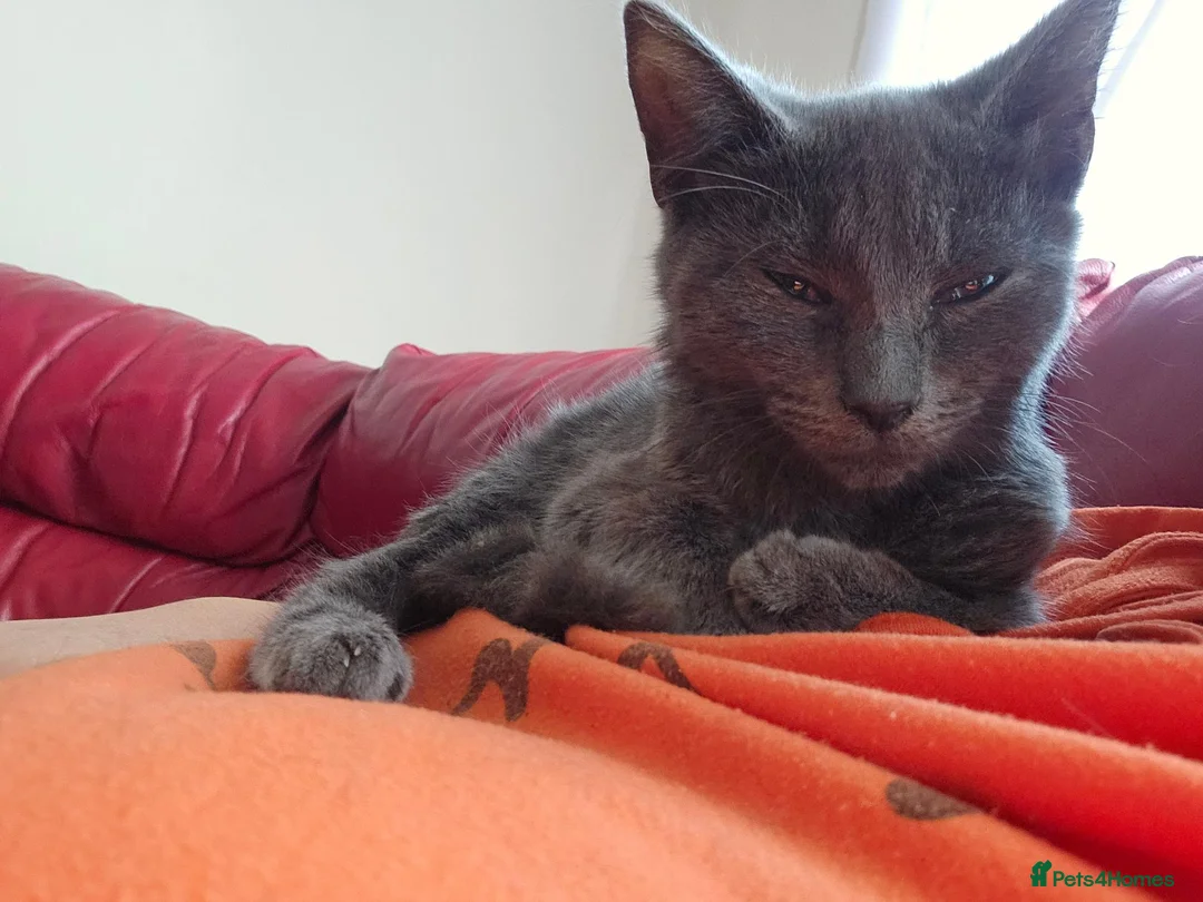 Mixed Breed cats for sale:  Fluffy Kittens ready for their forever homes - Advert 1