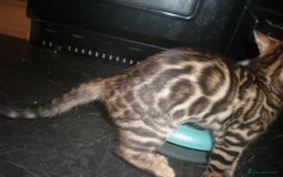Bengal cats for sale: Only 1 Beautiful Bengal Kittens Ready to leave now in Manchester - Image 15