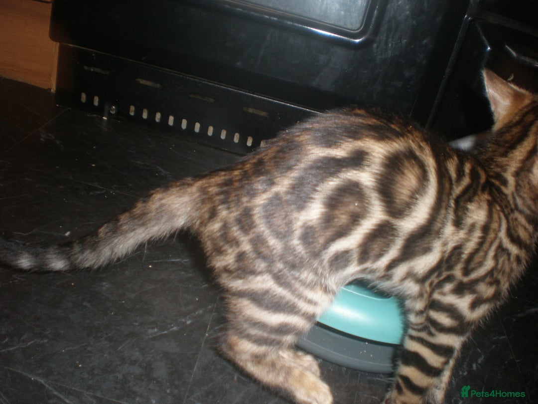 Bengal cats for sale: Only 1 Beautiful Bengal Kittens Ready to leave now in Manchester - Image 15