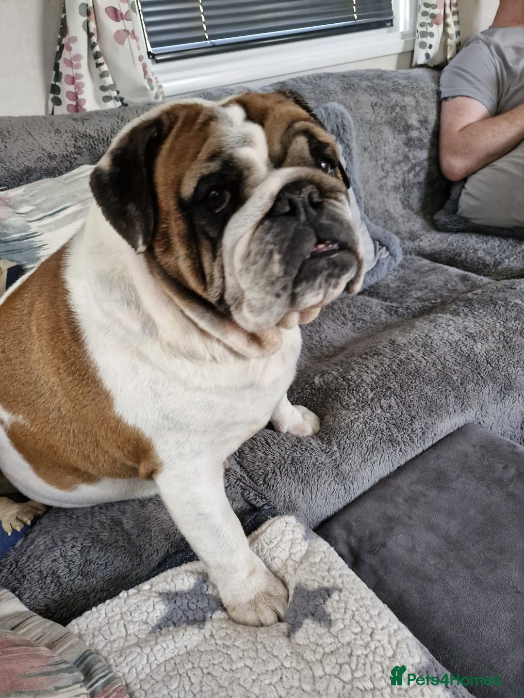English Bulldog dogs for sale: 4 yr old female English (British)bulldog  - Advert 4
