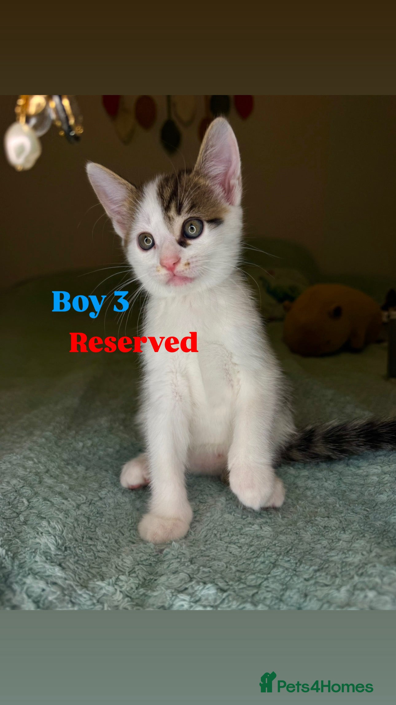 Mixed Breed cats 🐾 Two lovely boys looking for their new homes🐾 - Advert 6