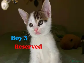 Mixed Breed cats 🐾 Two lovely boys looking for their new homes🐾 - Advert 6