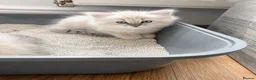Siberian cats for sale: Beautiful Full Siberian Kittens – Hypoallergenic - Advert 6