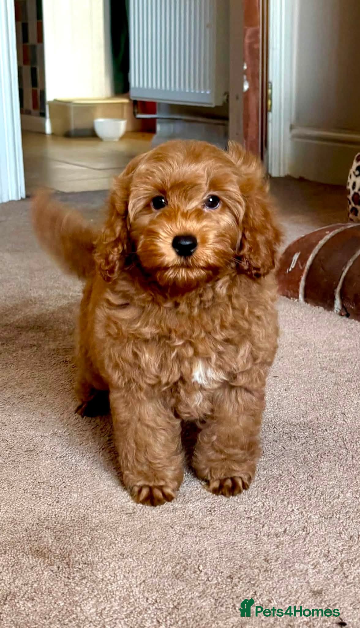 Cockapoo dogs HUGO F1b Red Cockapoo - READY NOW  - Advert 5